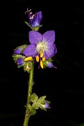 Polemonium occidentale - Western Jacob's Ladder 20-1134